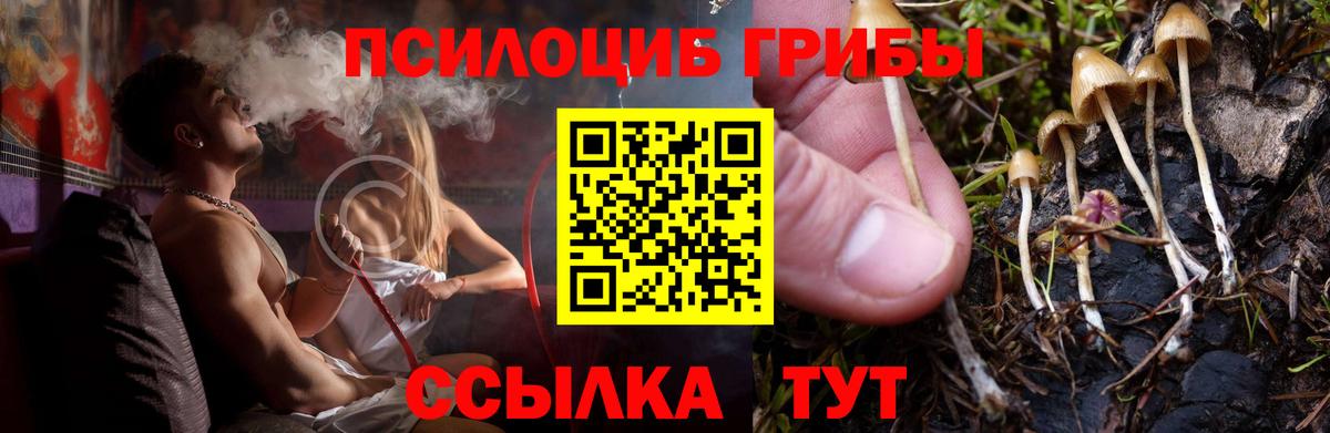 Ноябрьск  закладки  Вход с VPN  Псилоцибиновые грибы Psilocybine cubensis 